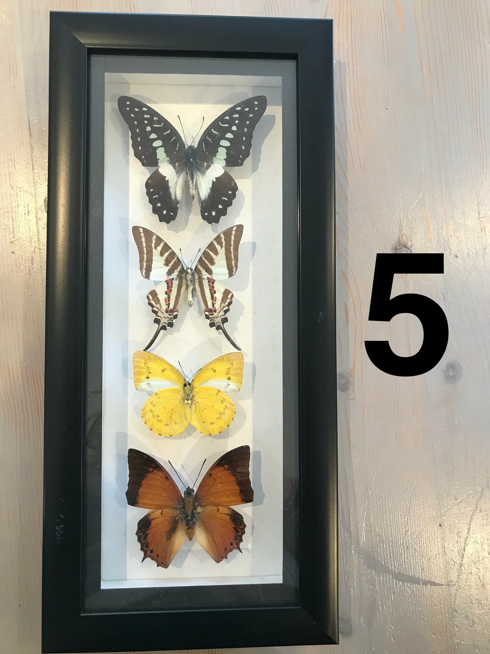 Framed small real butterflies simple white mount insects wall Etsy