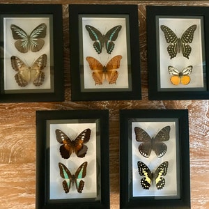 Könnte beinhalten: Sechs gerahmte Schmetterlingsdisplays. Jeder schwarze Rahmen enthält zwei Schmetterlinge verschiedener Arten, vor weißem Hintergrund. Die Schmetterlinge zeigen eine Vielzahl von Farben und Mustern, darunter Braun, Schwarz, Weiß und Gelb.