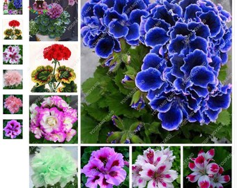 Купить Семена Королевской Пеларгонии Редких Сортов