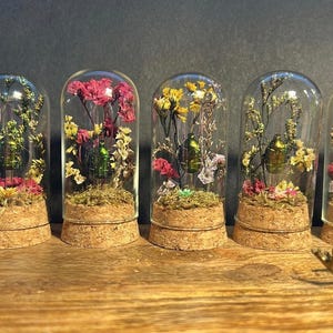 May include: Five glass cloches with dried flowers and beetles on cork bases. The cloches contain various colours of flowers and beetles. Two brass beetle sculptures are in the foreground on a wooden surface.