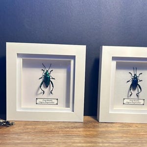 Framed Frog Beetle Specimen: Sagra Longicollis Entomology Display