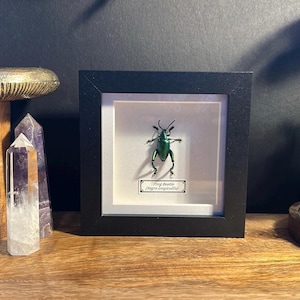 Framed Frog Beetle Specimen: Sagra Longicollis Entomology Display