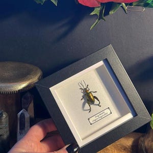 Framed Frog Beetle Specimen: Sagra Longicollis Entomology Display