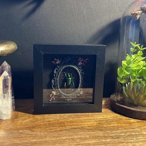 Framed Frog Beetle Specimen: Sagra Longicollis Entomology Display