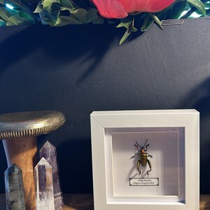 Framed Frog Beetle Specimen: Sagra Longicollis Entomology Display