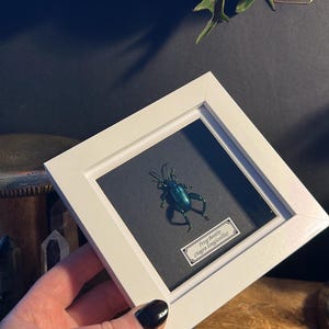 Framed Frog Beetle Specimen: Sagra Longicollis Entomology Display