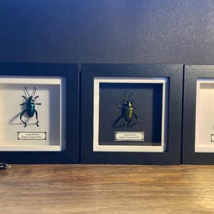 Framed Frog Beetle Specimen: Sagra Longicollis Entomology Display
