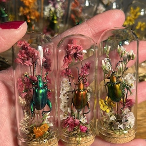 Peut inclure: Trois flacons en verre contenant chacun un coléoptère métallique et des fleurs séchées. Les coléoptères ont des tons verts irisés, cuivrés et dorés. Les flacons sont fermés par des bouchons en liège.