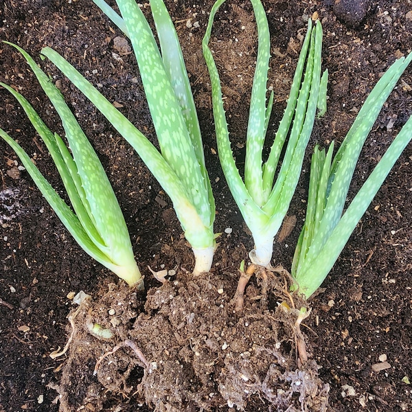 Fresh Aloe Vera Pups 6 pack