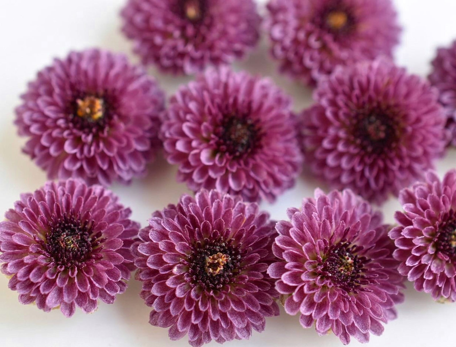 Dried flowers of small chrysanthemums for decoration for Etsy
