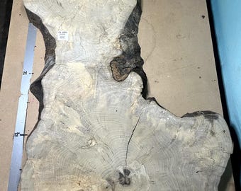 Magnolia Cookie Slab | 2.75" Thick | Kiln Dried And Flattened | Ships FREE | CSMAG106