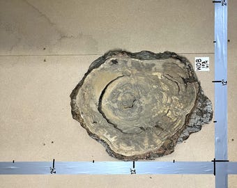 White Oak Burl Live Edge  Slab | 1.5" Thick | Kiln Dried | Ships FREE | WOB103