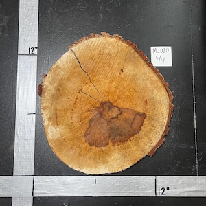 1.25" Thick Maple Cookie | M_020 | Kiln Dried