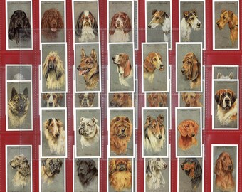 DOG OWNER GIFT!! - 50 Cards !! - "Dogs Heads" Reprint Players Cigarette Tobacco Card Set - Find Your Dog? Terriers. Hounds. Bulldog. (UV06)