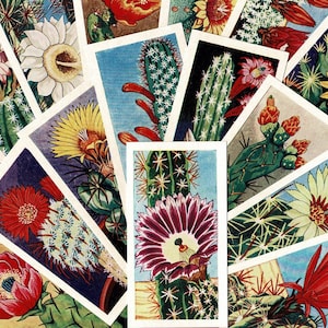 CACTI - JUEGO DE TARJETAS Original 1962 - Plantas de interior - Suculentas - Juego de cartas comerciales de té Lamberts - Tarjetas para manualidades, exhibición o coleccionismo (OS01)