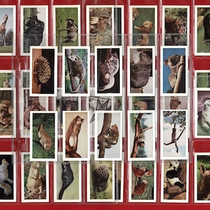 Uitstekende WILDE DIEREN - Originele Britse theekaartenset uit 1958 - HORNIMAN'S Tea Trade Cards - Aap. Koala. Jachtluipaard. Ijsbeer. Panda. (OS01)