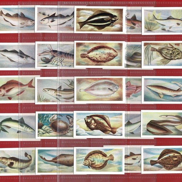 FISH WE EAT - Original 1950's Trade Card Set - The White Fish Authority - Rockfish. Sea Bream. Cod. Red Mullet. Crab. Haddock. Sole. (OS01)