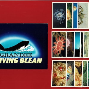 THE LIVING OCEAN - Conjunto de cartas de cigarro vintage e álbum de colecionador original - 1985 Players GrandeeSet - Fish. Baleias. Cavalo-marinho (OS01)