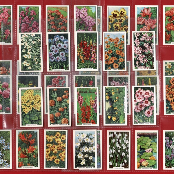 1938 GARDEN FLOWERS - Genuine Original Cigarette Tobacco Card Set - Gallaher Ltd - Colourful Cards. Poppies. Roses. Sunflowers.  (OS01)