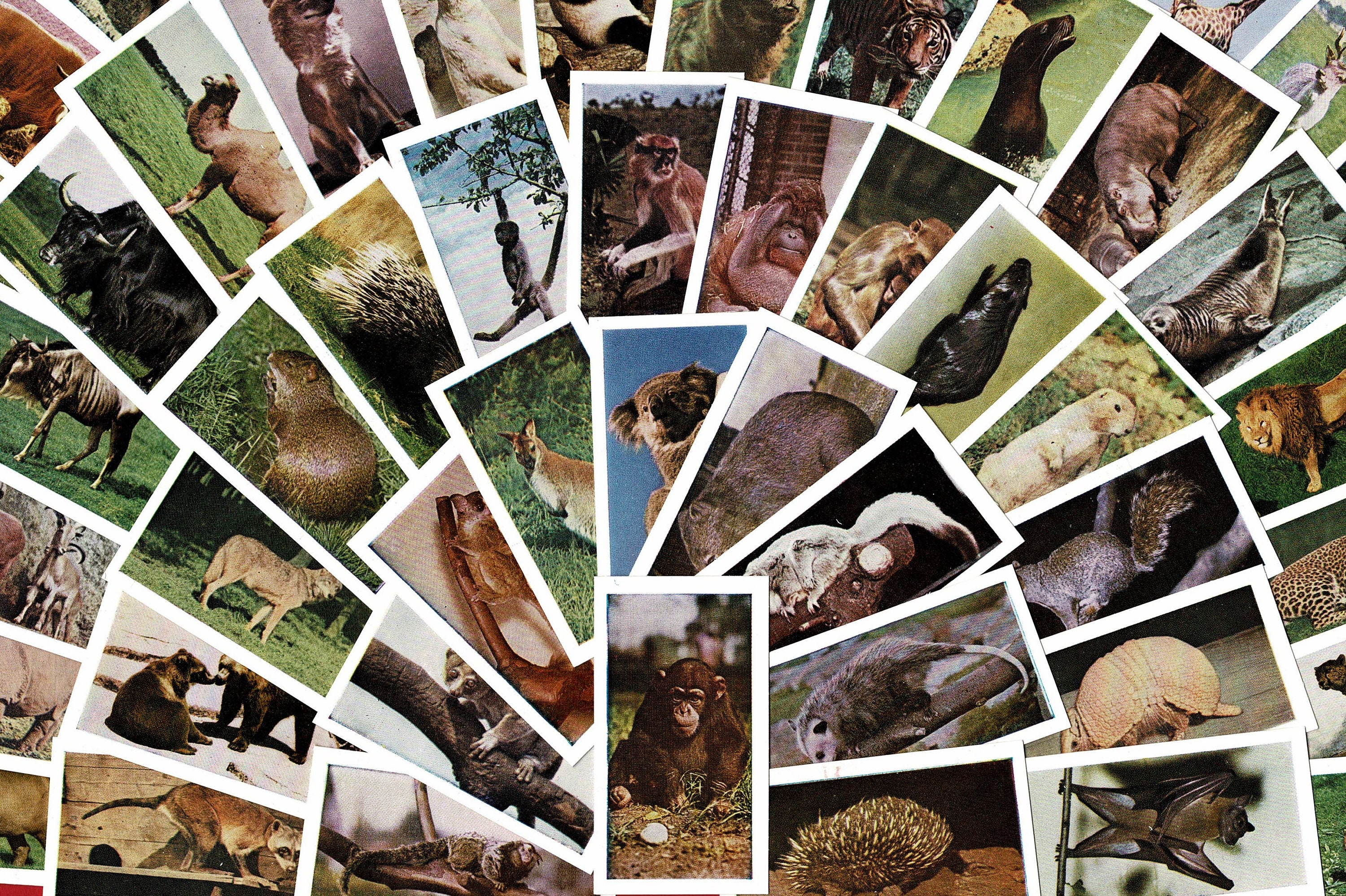 1958 WILD ANIMALS Cards - Just 2.99!! - ORIGINAL Tea Trade Card Set - Hornimans Tea - Collector / Craft / School Project / Education (OS01)