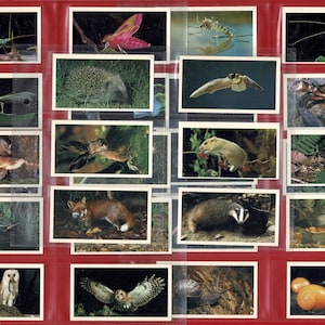 BRITAIN'S NOCTURNAL WILDLIFE - John Players Grandee - 1987 Complete sigaretten- / tabakskaartenset (SU11)