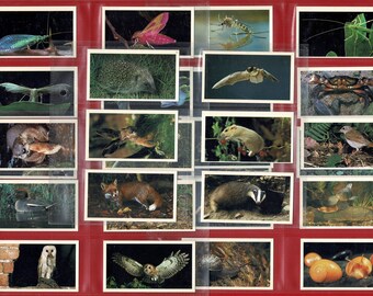 BRITAIN'S NOCTURNAL WILDLIFE - John Players Grandee - 1987 Complete Cigarette / Tobacco Card Set (SU11)