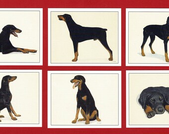 DOBERMANN DOG Cards - Original 1999 Imperial Dog Collection Card Set - 6 Different Cards - Dog Lovers Dog Owners Gift (OS01)