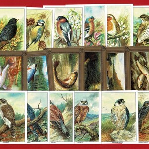 Conjuntos de CARTÕES DE PEIXES E PÁSSAROS - Aves de jardim - Aves de rapina - A arte da pesca - Equipamento de pesca da bandeira - Cartões comerciais de colecionadores (OS01)