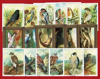 FISH & BIRDS CARD Sets - Garden Birds - Birds of Prey - The Art of Angling - Ensign Fishing Tackle - Collectors Trade Cards (OS01)