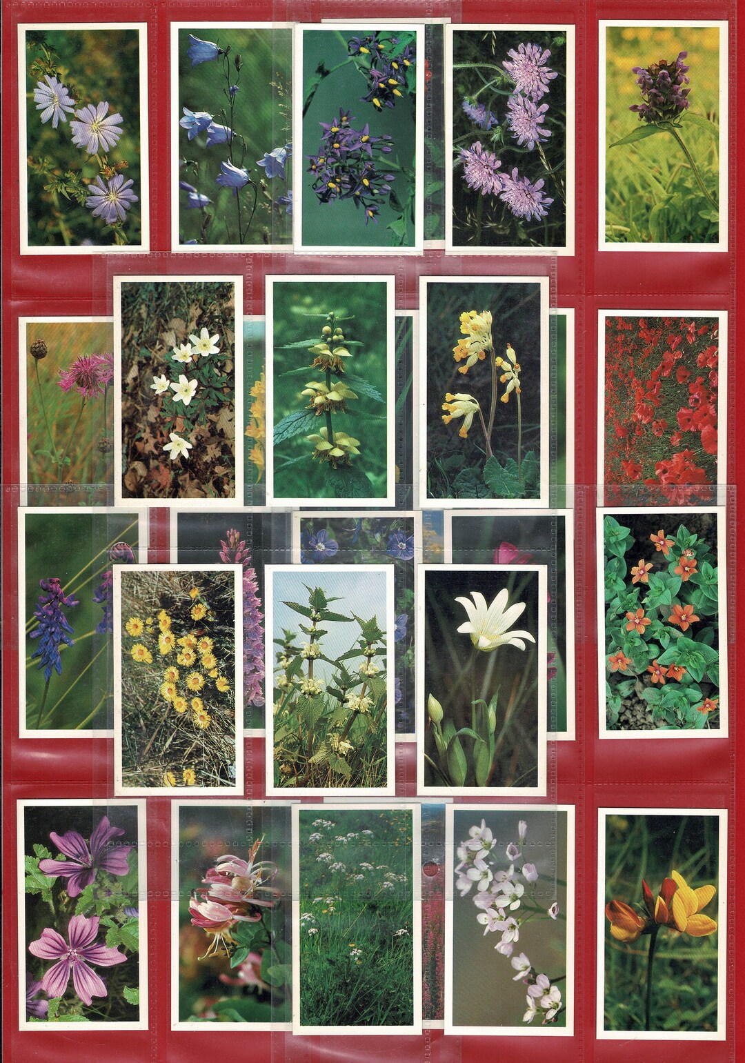BRITAIN'S WILD FLOWERS Original Complete Cigarette / Tobacco Card Set
