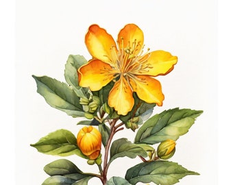 Erva-de-São-João em Estilo Aquarela | Download Digital | Motivo em Aquarela | Ilustração Abstrata | Para Quem Faz | Ideia de Presente