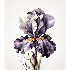 May include: Watercolor painting of a purple iris flower with white and yellow accents. The flower has multiple layers of petals and is set against a white background with dark gray paint splatters. The stem and leaves are green.