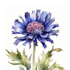 Kornblume Im Aquarell Stil | Schöne Karte | Geschenkkarte Mit Umschlag | Liebe Grüße Senden | Natur Motiv | Freude Schenken | 400g Papier