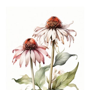 Echinacea Aquarell Stil | Schöne Karte | Geschenkkarte Mit Umschlag | Liebe Grüße Senden | Natur Motiv | Freude Schenken | 400g Papier