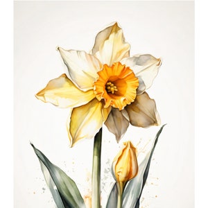 Narzisse Im Aquarell Stil | Schöne Karte | Geschenkkarte Mit Umschlag | Liebe Grüße Senden | Natur Motiv | Freude Schenken | 400g Papier
