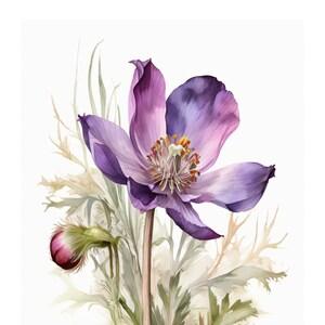 Küchenschelle Aquarell Stil | Schöne Karte | Geschenkkarte Mit Umschlag | Liebe Grüße Senden | Natur Motiv | Freude Schenken | 400g Papier