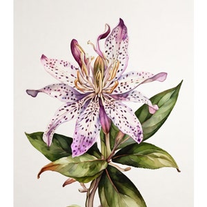 Krötenlilie Aquarell Stil | Schöne Karte | Geschenkkarte Mit Umschlag | Liebe Grüße Senden | Natur Motiv | Freude Schenken | 400g Papier