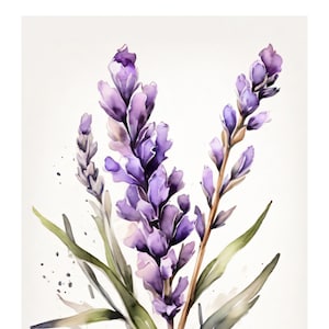 Lavendel Im Aquarell Stil | Schöne Karte | Geschenkkarte Mit Umschlag | Liebe Grüße Senden | Natur Motiv | Freude Schenken | 400g Papier