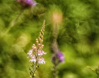 Toadflax | Vintage Lens Photography | Nature photography | Toadflax flower | Flower detail | Photography Download | Design invitation cards