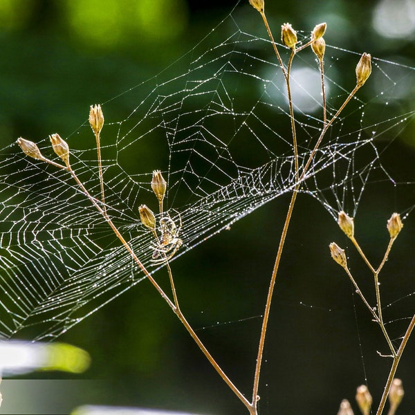Through the year sheet 19 | Photography | Digital Files | Beauty Of Nature | Inspire | Cobweb branches