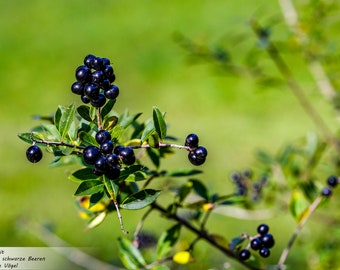 Through the year sheet 17 | saying | Photography | Privet Berry Photography | Natural Beauty | Digital file