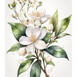 Jasmin Im Aquarell Stil | Schöne Karte | Geschenkkarte Mit Umschlag | Liebe Grüße Senden | Natur Motiv | Freude Schenken | 400g Papier