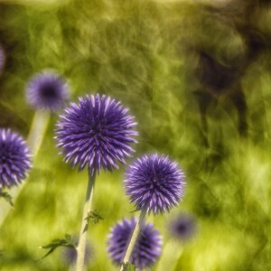Globe Thistle | Vintage Lens Photography | Globe Thistle Flower | Digital Download | Photography Enthusiasts