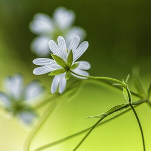 Könnte beinhalten: Nahaufnahme von zarten weißen Blüten mit jeweils fünf Blütenblättern, die an einem grünen Stiel mit dünnen Blättern blühen. Die Blüten sind scharf, während der Hintergrund unscharf ist, was einen weichen, verträumten Effekt erzeugt.
