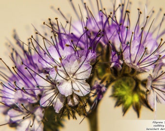 Through the year sheet 10 | Photography saying images | Tansy phacelia | Natural wall decoration | Nature photography | Digital Download