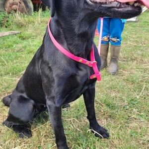 May include: A black dog wearing a vibrant pink collar and harness sits on green grass. The dog is looking to the right with its mouth open. The collar has gold-coloured hardware. The background includes a person wearing blue trousers and brown wellington boots.