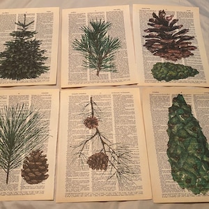 Puede incluir: Seis páginas de libro vintage con ilustraciones de ramas de pino y piñas. Las ilustraciones están en tonos de verde y marrón, y están impresas sobre un fondo crema.