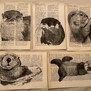 Puede incluir: Cinco ilustraciones en blanco y negro de nutrias impresas en páginas de un libro antiguo. Las nutrias están en varias poses, incluyendo nadar, jugar y mirar hacia arriba.