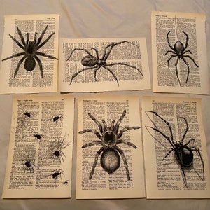 Spider themed dictionary prints