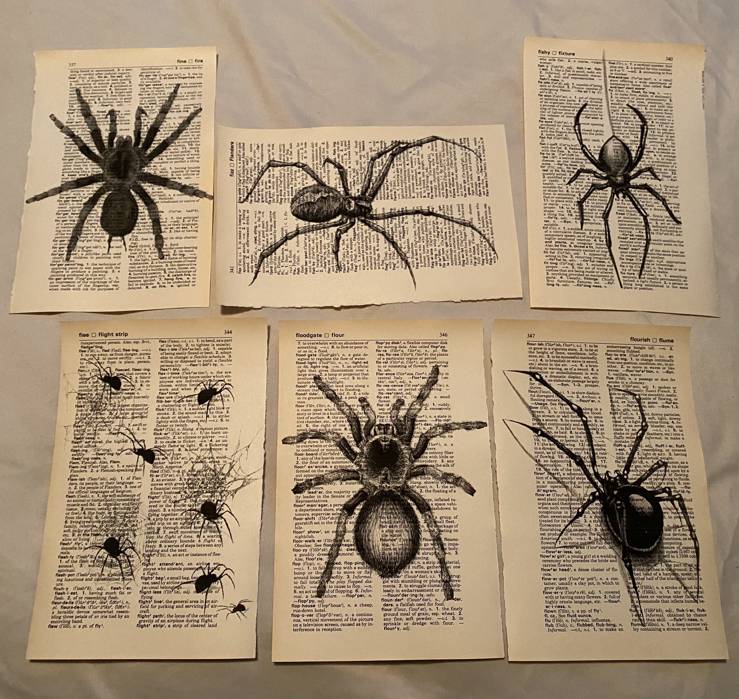 Spider - Visual Dictionary